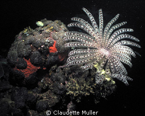 Crinoids and coral! by Claudette Muller 